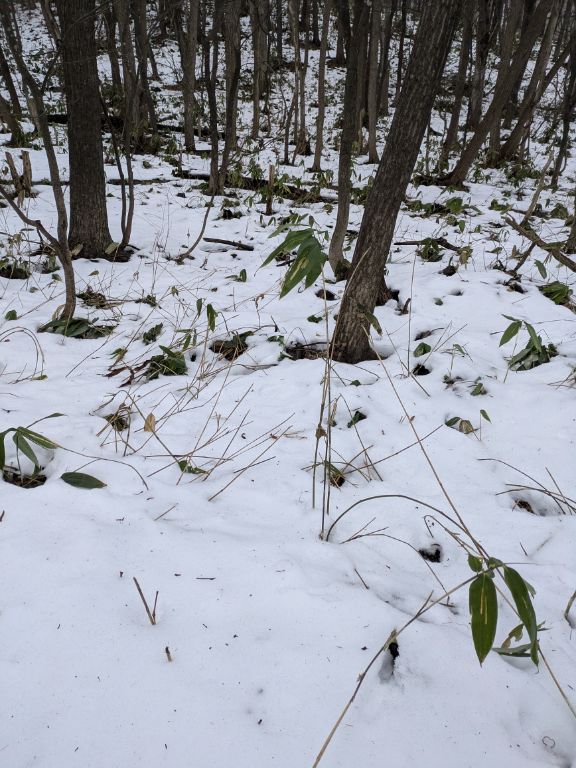 クリスマスの森散歩