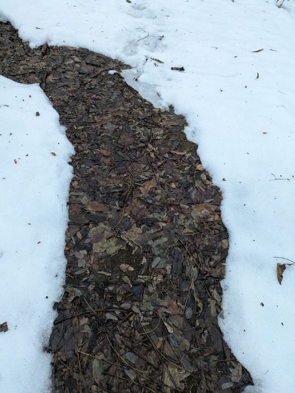 クリスマスの森散歩