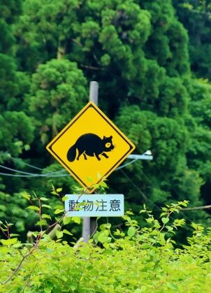 タヌキの標識　動物飛び出し注意