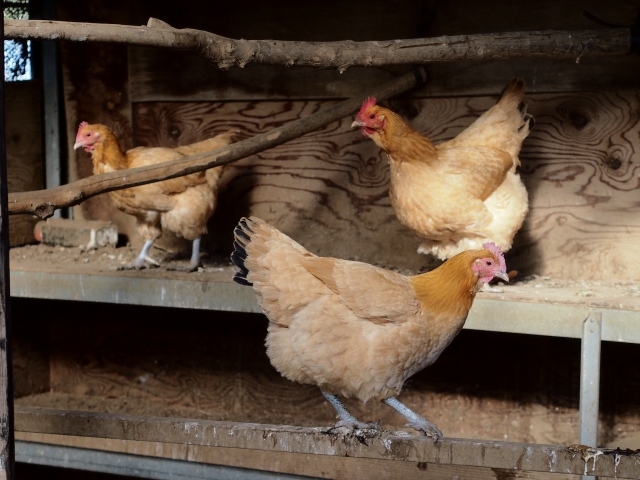鶏小屋