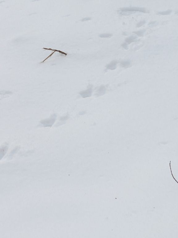 フィールドサイン