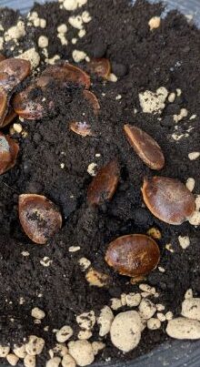 富有柿の種まき