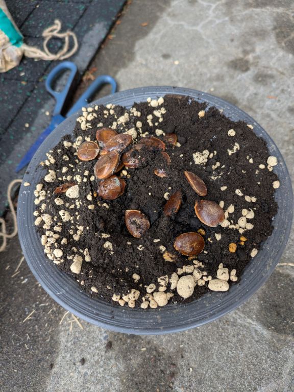 富有柿の種まき