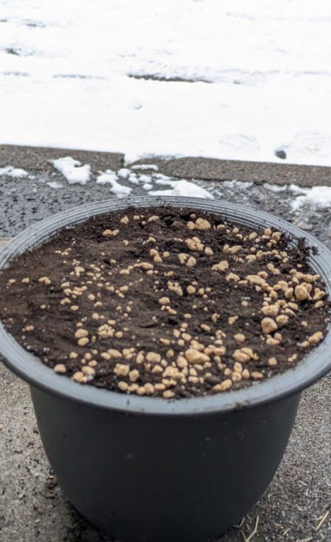 富有柿の種まき