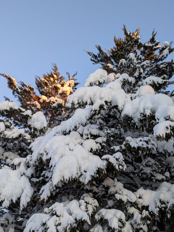 大雪警報の翌朝
