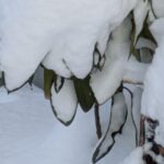 大雪の中の多羅葉