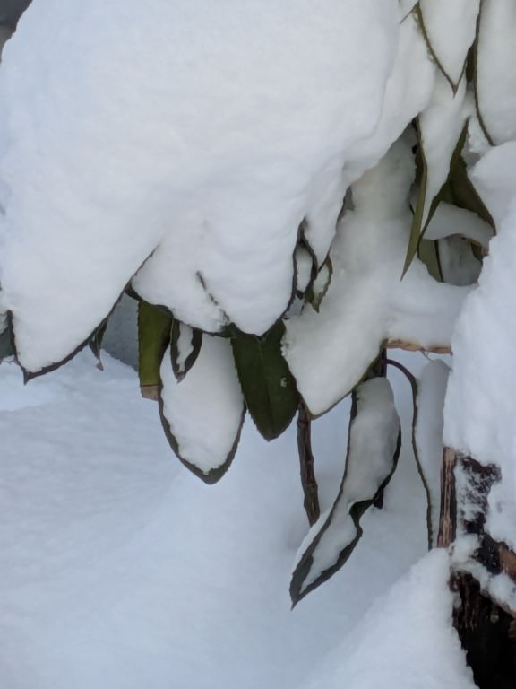 大雪の中の多羅葉