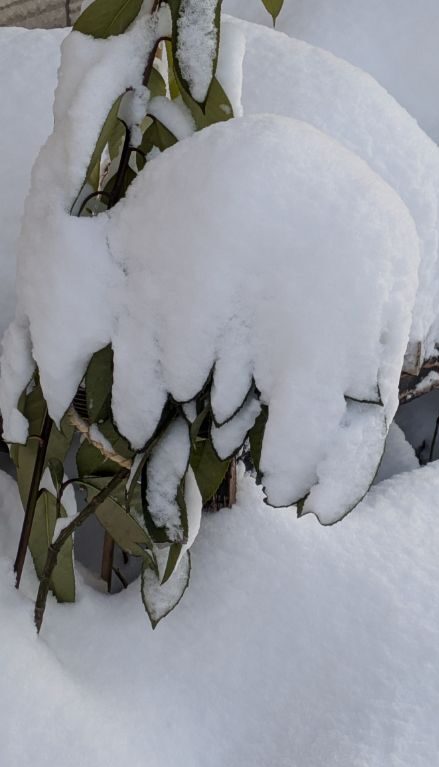大雪の中の多羅葉