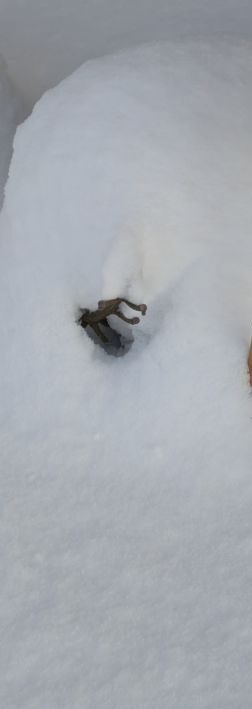 大雪警報の翌朝