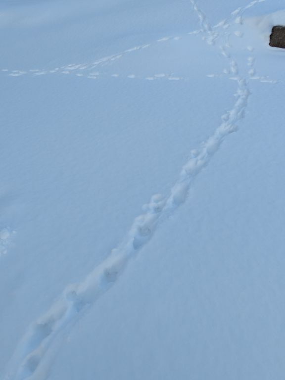 エゾタヌキの足跡