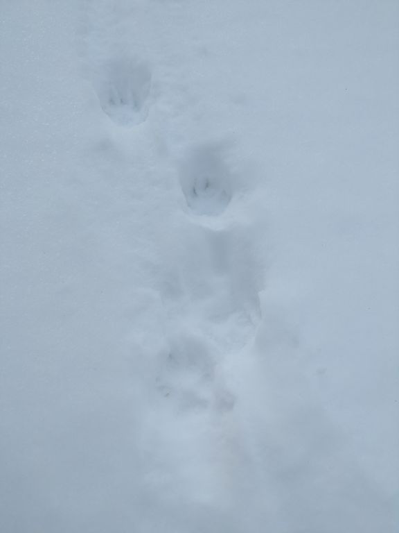 エゾタヌキの足跡