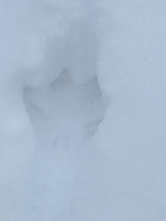 エゾタヌキの足跡