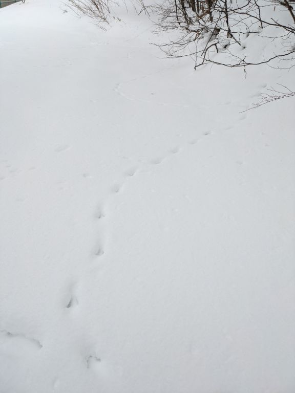 大寒のエゾタヌキの足跡