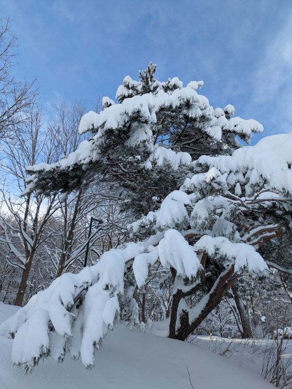 雪と松