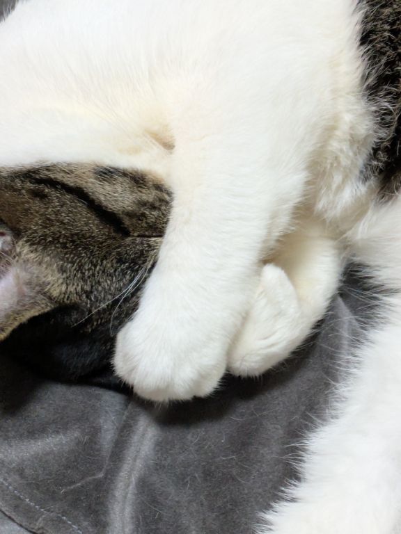 大雪警報の朝の猫