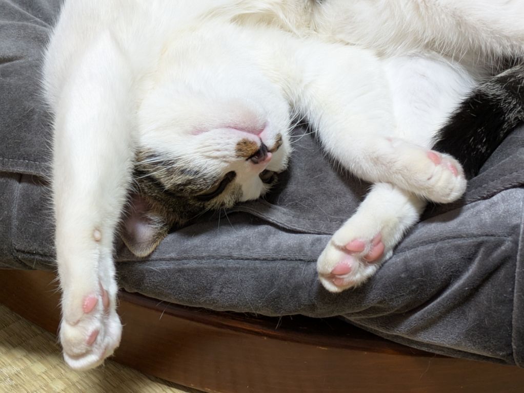 大雪警報の朝の猫