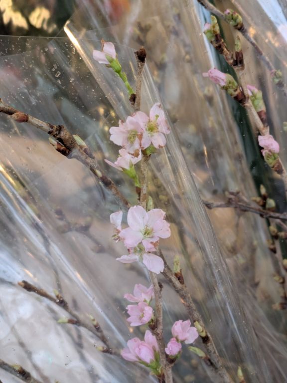 花屋の桜