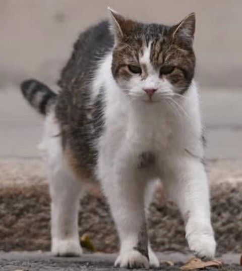 イギリス首相官邸の猫「ラリー」