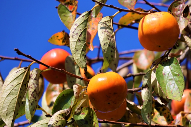 富貴柿