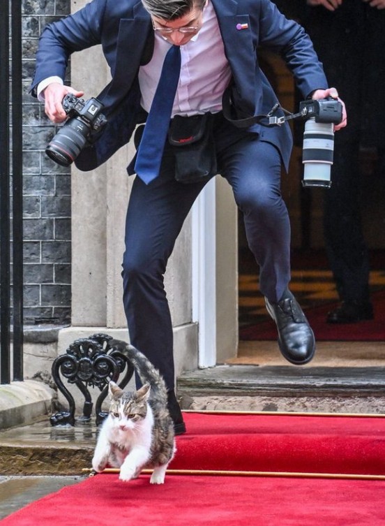 イギリス首相官邸の猫「ラリー」