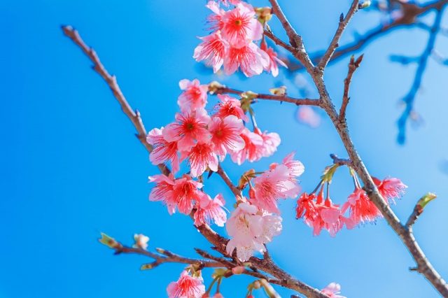 寒緋桜