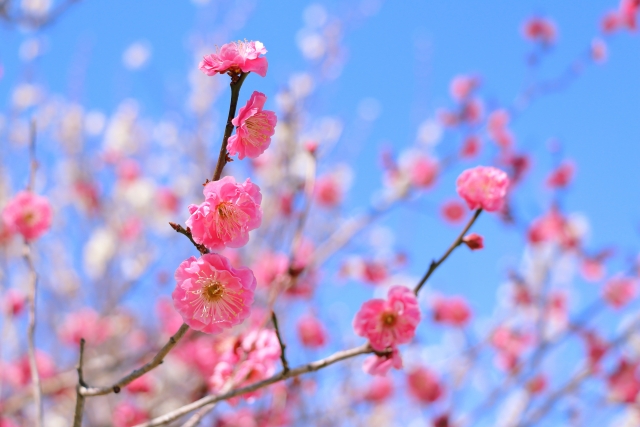 梅の花