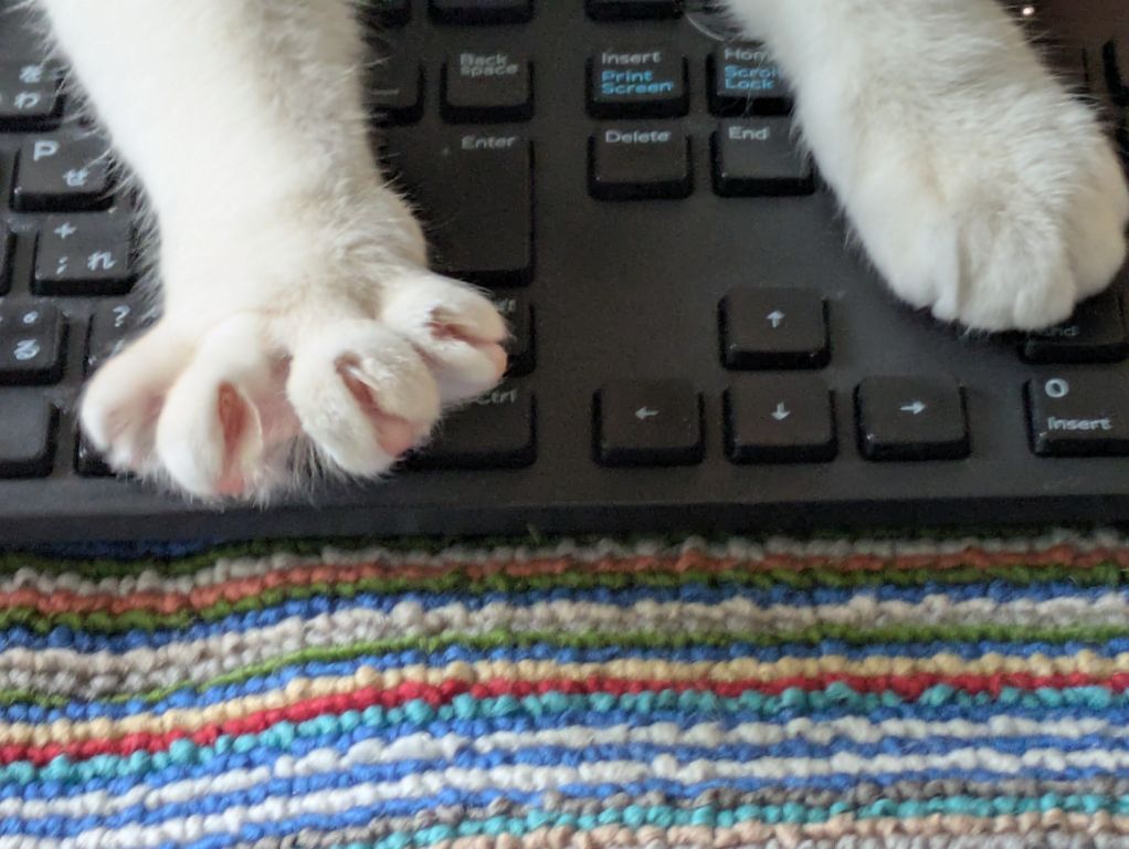 ブログ担当は、猫