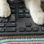 ブログ担当は、猫