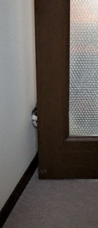 ブログ担当は、猫