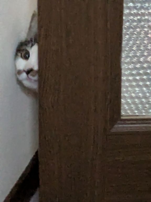 ブログ担当は、猫