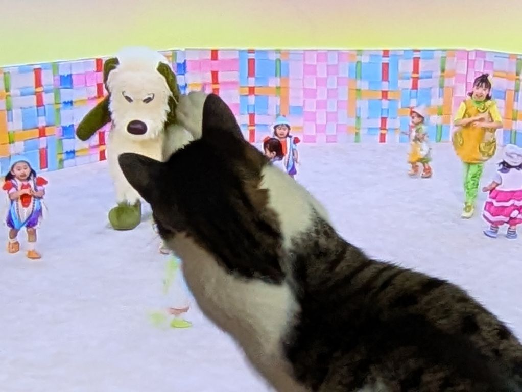 ブログ担当は、猫