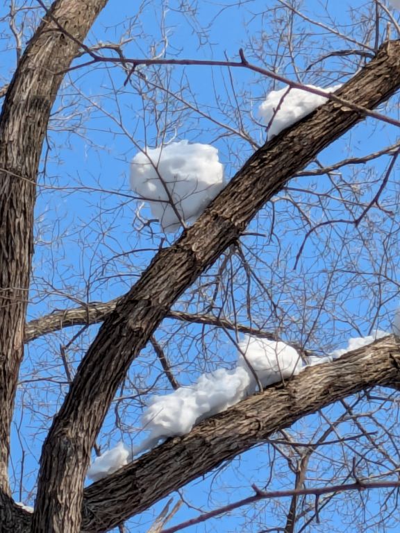 2月　快晴　雪の森