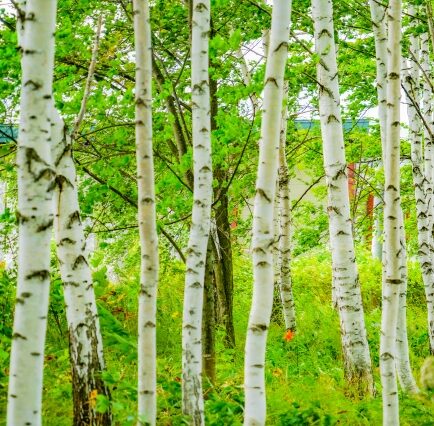 白樺林