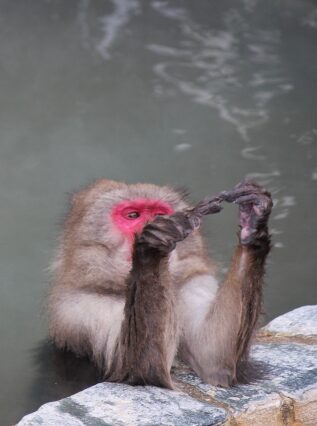 温泉とお猿さん