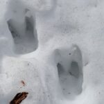 エゾシカの足跡