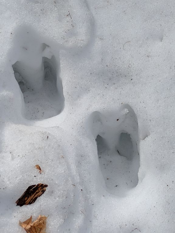 エゾシカの足跡