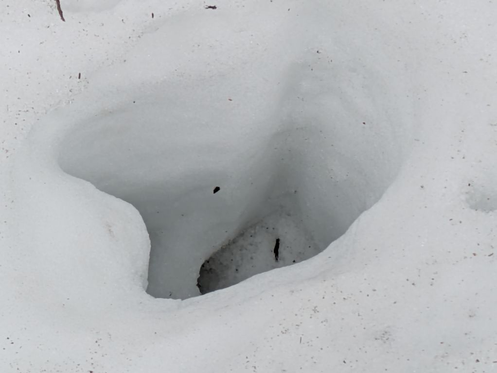 エゾシカの足跡