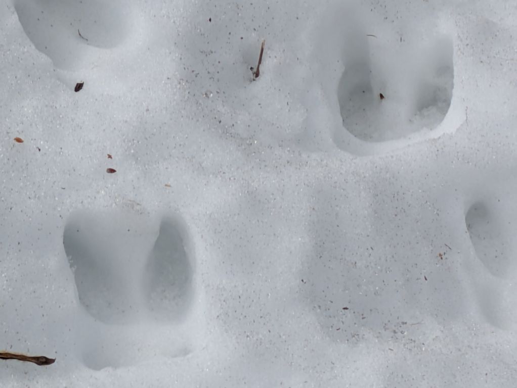 エゾシカの足跡