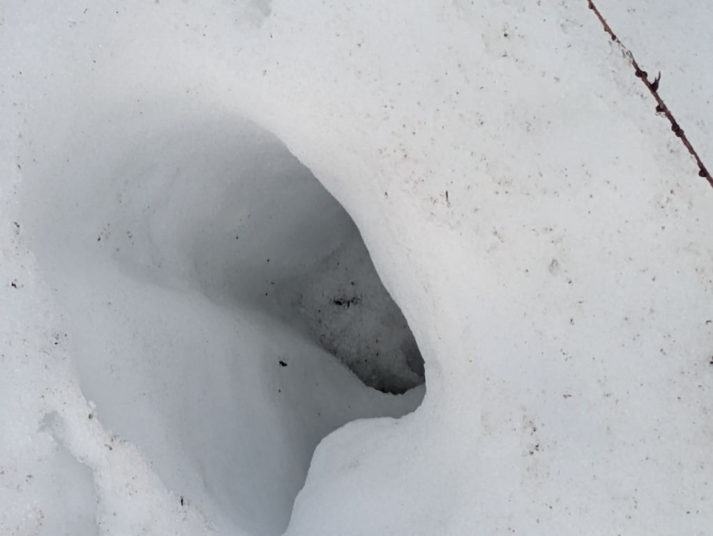 エゾシカの足跡