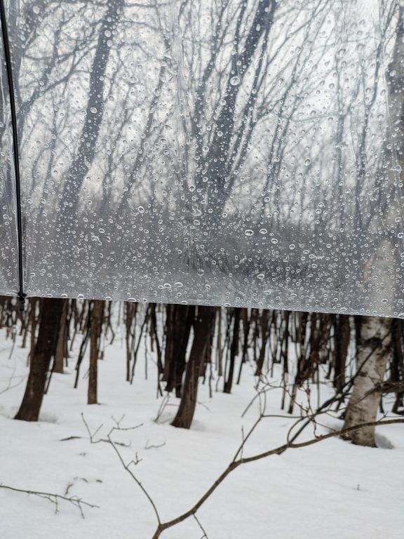 森散歩　雨