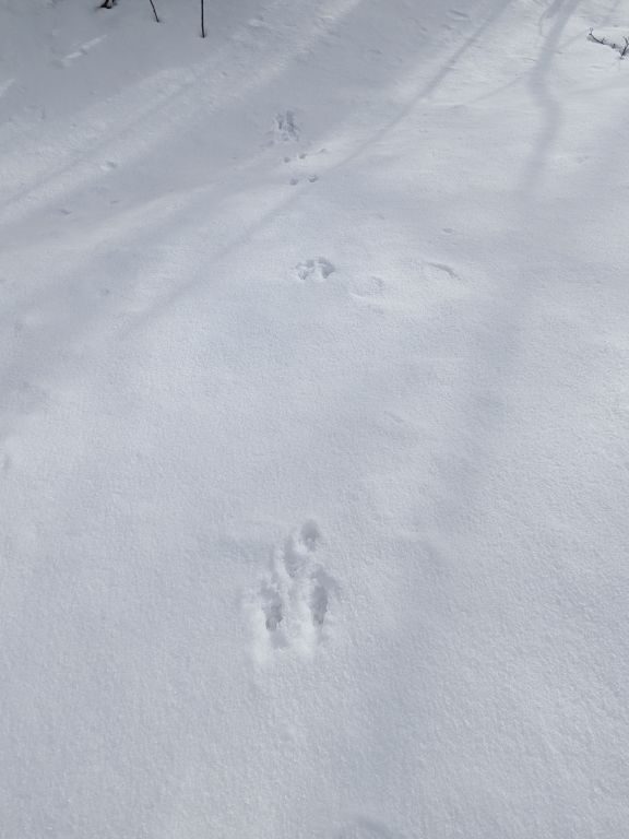 雪の森散歩　野ネズミの足跡