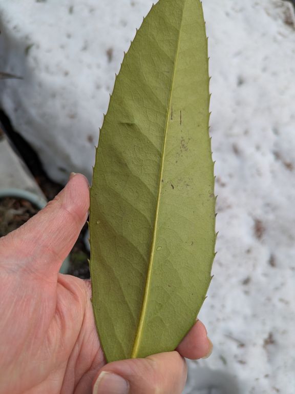 多羅葉樹の鉢植え
