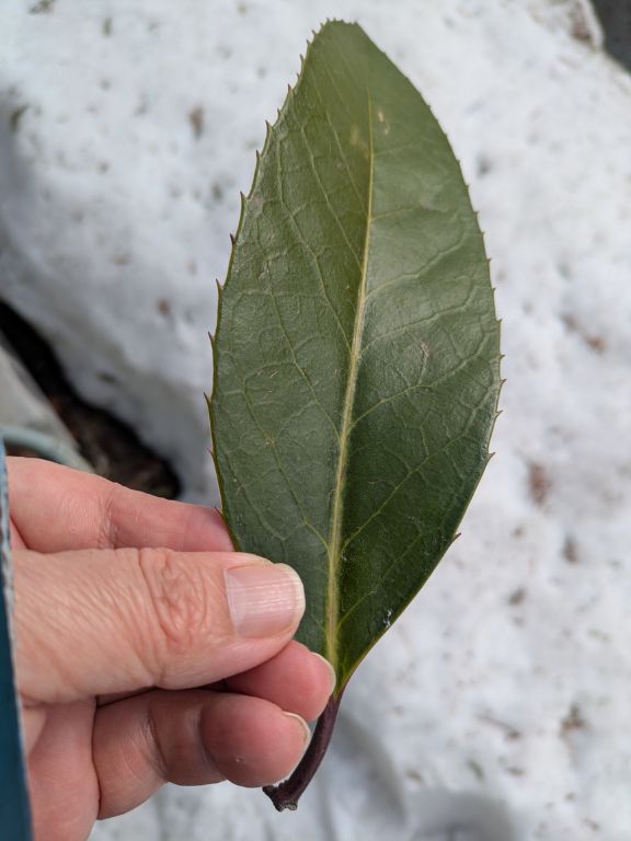多羅葉樹の鉢植え