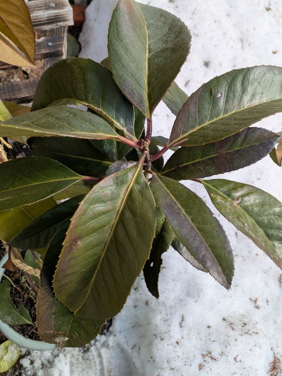 多羅葉樹の鉢植え