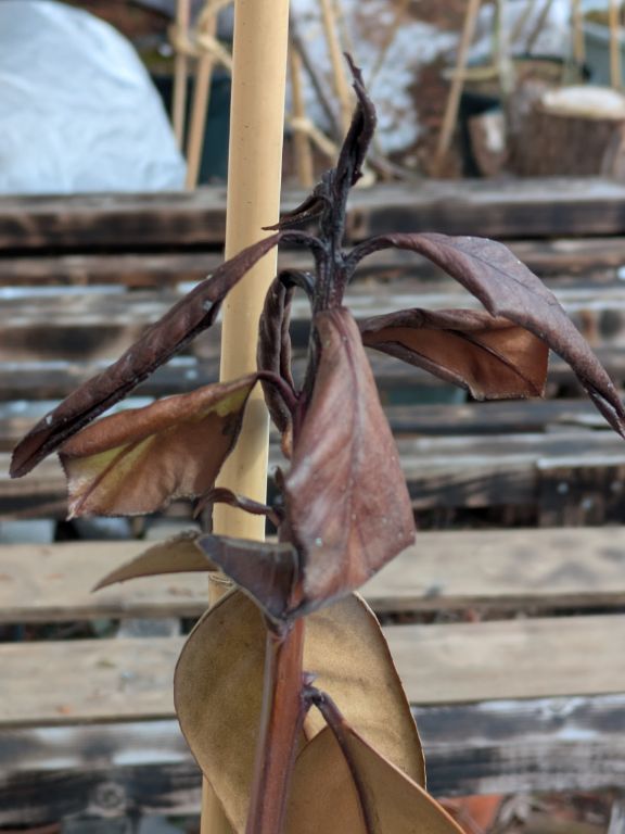 多羅葉樹の鉢植え