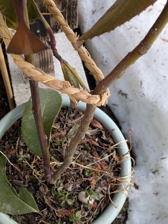 多羅葉樹の鉢植え