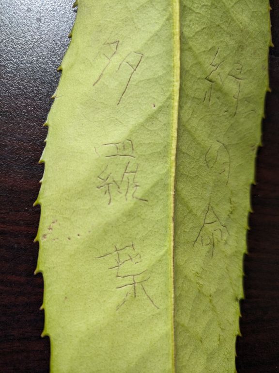 多羅葉樹の鉢植え