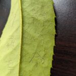 多羅葉樹の鉢植え