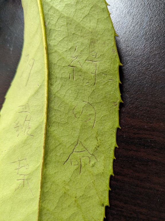 多羅葉樹の鉢植え