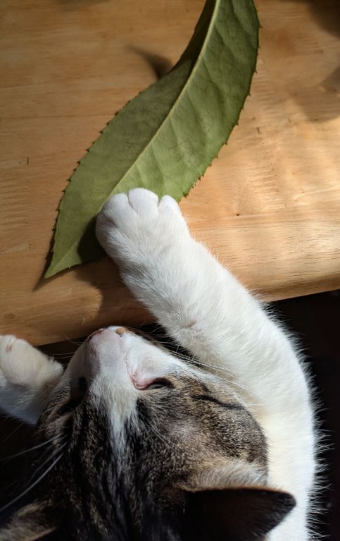 多羅葉樹の鉢植え